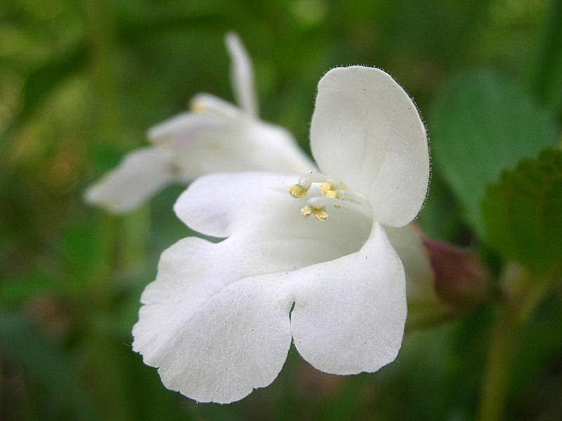 Melittis melissophyllum / Erba limona comune